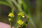 Low spearwort